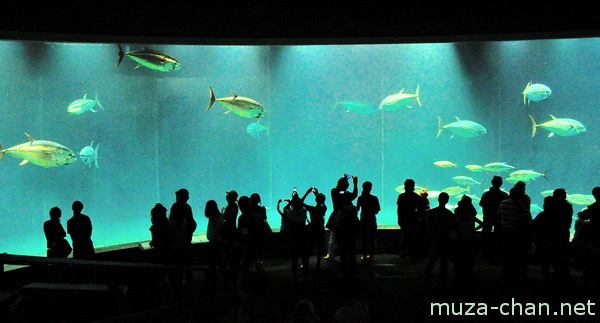 Tokyo Sea Life Park, Edogawa, Tokyo