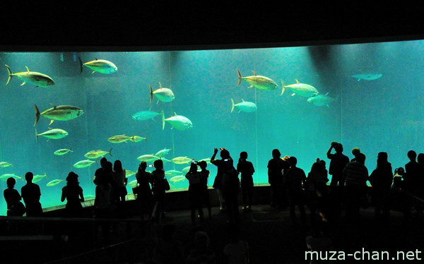 Tokyo Sea Life Park, Edogawa, Tokyo Tokyo Sea Life Park, Edogawa, Tokyo