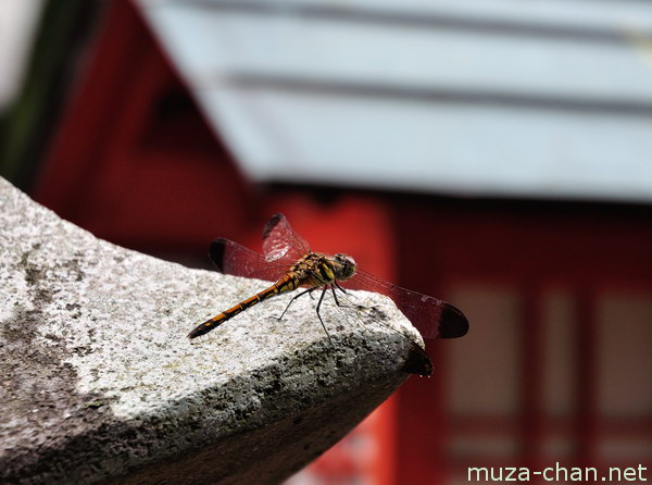 Washinomiya Shrine, Saitama