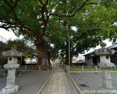 A-bombed camphor trees, Sanno shrine, Nagasaki