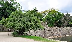 A-Bombed willow tree