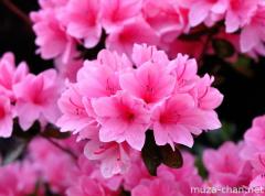 Tsutsuji (Azalea)