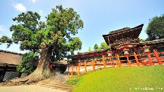 Amazing 1000 years old tree in Nara