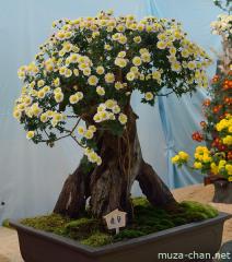 Chrysanthemum display, Bonsai zukuri