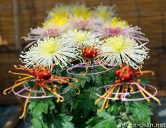 Chrysanthemum displays, Sanbon jitate