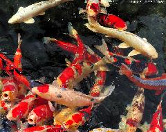 Colorful Koi