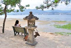 Nihonjika, the deer from Miyajima