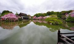 Simply beautiful Japanese scenes, cherry tree lined pond