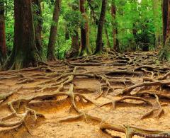 Simply beautiful Japanese scenes, Exposed roots on Mount Kurama