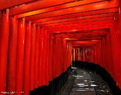 Walking through thousands of Torii