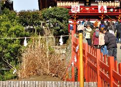The Ginkgo from Kamakura