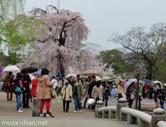 Old Gion Shidare Sakura