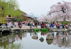 Old and spectacular Shidare Sakura in Kyoto