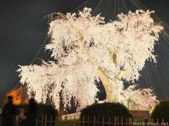 Yozakura, Hanami special night illumination in Kyoto