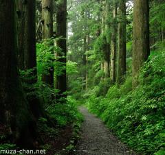 Cedar trees on the old Tokaido road