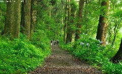 Cedar Trees of the Old Tokaido