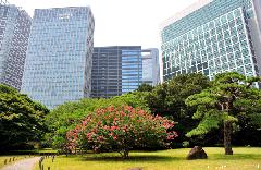 Crape myrtle and Skyscrapers