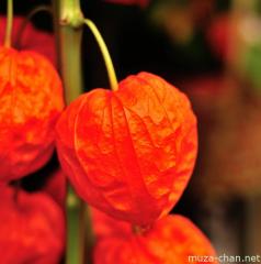 Hozuki, the Japanese lantern plant