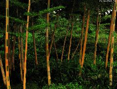 Bamboo at Imperial Palace Garden