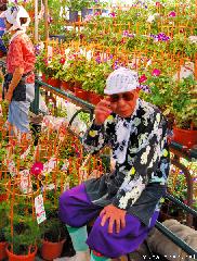 Asagao Ichi, Morning Glory Fair