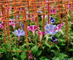 Asagao Ichi (Morning Glory Fair)