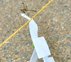 Japanese Dragonfly