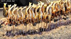 Popular Japanese food, salt grilled Ayu