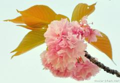 Kanzan sakura flower