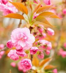 Japanese cherry tree varieties, Kanzan