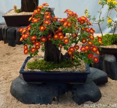 Chrysanthemum display, Bonsai zukuri