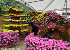 Chrysanthemum display at Izumo Taisha Grand Shrine