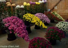 Chrysanthemum display, overhanging cliff form