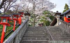 Cherry Blossom at Kurama-dera