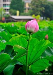 Kanrensetsu, Lotus flower viewing in Japan