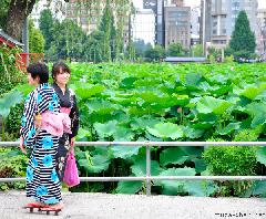 Ueno Lotus Pond