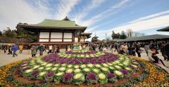 Kale in Japan, from ornament to drink