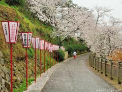 Cherry blossom front, Sakura Zensen 2018