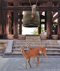 Shika deer