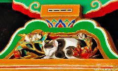The story of the Sleeping Neko