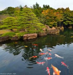 Nishikigoi, the story of a name