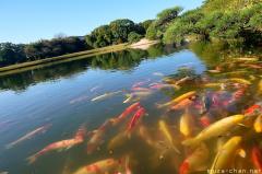Okayama Koraku-en koi pond