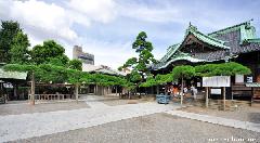 Spectacular Pinetree at Shibamata Taishakuten