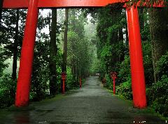 Cedars, Lanterns and Mist