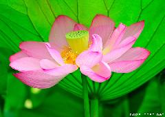 Red Lotus