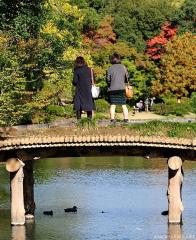 Momijigari, hunting the red leaves
