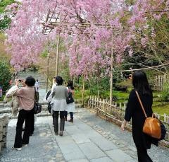Photographing Sakura