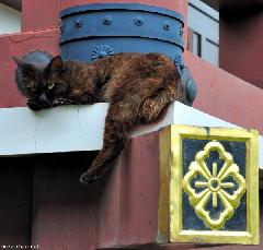 Temple Neko