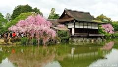 Shidarezakura, weeping cherry trees