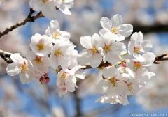 Cherry blossoms ephemeral beauty