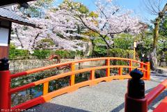 Simply beautiful Japanese scenes, Red bridge and cherry blossoms at Mibu-dera, Kyoto